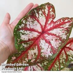 Caladium Heart To Heart® 'Bottle Rocket' 8 Caladium Heart To Heart® 'Bottle Rocket' -EcoFlora Sales Shop CALA H2HBOTTLE T43453