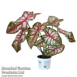 Caladium Heart To Heart® 'Bottle Rocket' 9 Caladium Heart To Heart® 'Bottle Rocket' -EcoFlora Sales Shop CALA H2HBOTTLE T43454