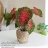 Caladium Heart To Heart® 'Fast Flash' -EcoFlora Sales Shop CALA H2HFASTFL T43456