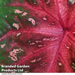 Caladium Heart To Heart® 'Fast Flash' -EcoFlora Sales Shop CALA H2HFASTFL T43458