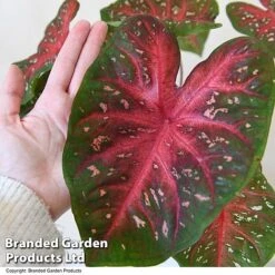 Caladium Heart To Heart® 'Fast Flash' -EcoFlora Sales Shop CALA H2HFASTFL T43459