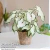 Caladium Heart To Heart® 'White Wonder' -EcoFlora Sales Shop CALA H2HWHITEW T43462