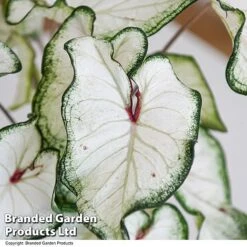 Caladium Heart To Heart® 'White Wonder' -EcoFlora Sales Shop CALA H2HWHITEW T43464