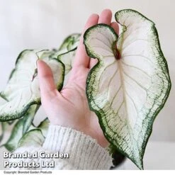 Caladium Heart To Heart® 'White Wonder' -EcoFlora Sales Shop CALA H2HWHITEW T43465