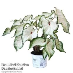 Caladium Heart To Heart® 'White Wonder' -EcoFlora Sales Shop CALA H2HWHITEW T43466
