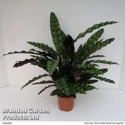 Calathea Insignis -EcoFlora Sales Shop CALA INSIG10CM S50401