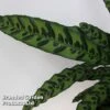 Calathea Insignis -EcoFlora Sales Shop CALA INSIGNIS S50403