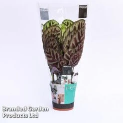 Calathea Makoyana -EcoFlora Sales Shop CALA MYKON14CM WKF1142 A