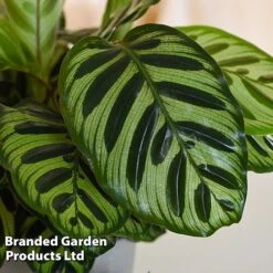 Calathea Makoyana -EcoFlora Sales Shop CALA MYKON14CM WKF1142 C