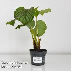 Calathea Orbifolia -EcoFlora Sales Shop CALA ORBIF12CM T44198