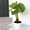 Calathea Orbifolia -EcoFlora Sales Shop CALA ORBIFOLIA T44199