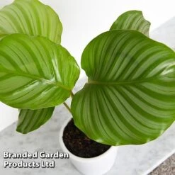 Calathea Orbifolia -EcoFlora Sales Shop CALA ORBIFOLIA T44201