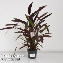 Calathea Rufibarba -EcoFlora Sales Shop CALA RUFIB12CM T44191