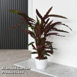 Calathea Rufibarba -EcoFlora Sales Shop CALA RUFIBARBA T44192