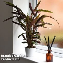 Calathea Rufibarba -EcoFlora Sales Shop CALA RUFIBARBA T44196