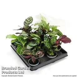 Calathea Makoyana Starter Mix -EcoFlora Sales Shop CALA STARTE6CM T47654