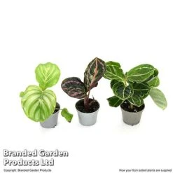 Calathea Makoyana Starter Mix -EcoFlora Sales Shop CALA STARTE6CM T47655