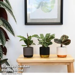 Calathea Makoyana Starter Mix -EcoFlora Sales Shop CALA STARTERMX T47656