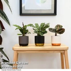 Calathea Makoyana Starter Mix -EcoFlora Sales Shop CALA STARTERMX T47657