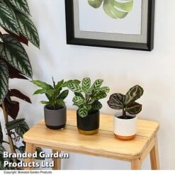 Calathea Makoyana Starter Mix -EcoFlora Sales Shop CALA STARTERMX T47658