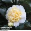 Camellia 'Blooming Wonder White' -EcoFlora Sales Shop CAME 20BLOOMSW