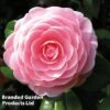 Camellia 'Blooming Wonder Pink' -EcoFlora Sales Shop CAME BLOOMPINK WKC9648