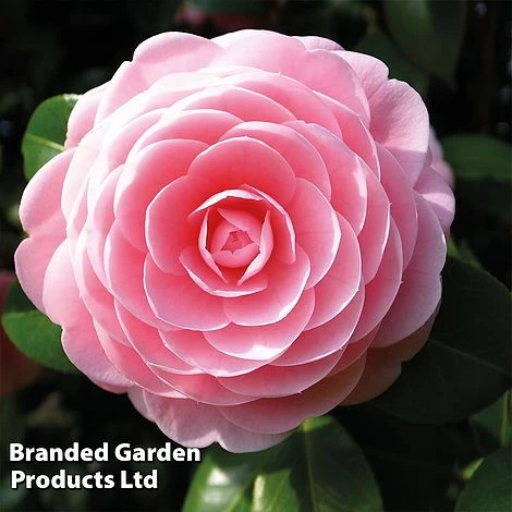Camellia 'Blooming Wonder Pink' 3 Camellia 'Blooming Wonder Pink'