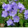 Campanula Persicifolia 'Caerulea' -EcoFlora Sales Shop CAMP 63944 A