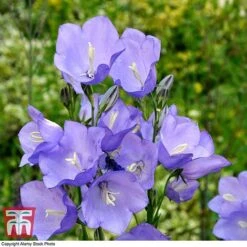 Campanula Persicifolia 'Caerulea' -EcoFlora Sales Shop CAMP 63944 B
