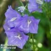 Campanula Persicifolia -EcoFlora Sales Shop CAMP BLUEBELLS L32204