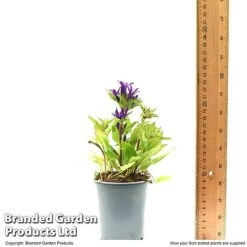 Campanula Glomerata 'Blue Crown' -EcoFlora Sales Shop CAMP BLUECR9CM T49370