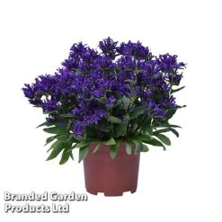 Campanula Glomerata 'Blue Crown' -EcoFlora Sales Shop CAMP BLUECROWN S34312