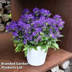 Campanula Glomerata 'Blue Crown' -EcoFlora Sales Shop CAMP BLUECROWN S34313