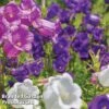 Campanula 'Canterbury Bells' -EcoFlora Sales Shop CAMP CANTERBEL L13184