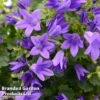 Campanula Poscharskyana 'Hirsch Blue' -EcoFlora Sales Shop CAMP HIRSCHBLU L38196