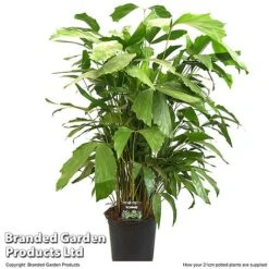 Caryota Mitis -EcoFlora Sales Shop CARY MITIS21CM T49698