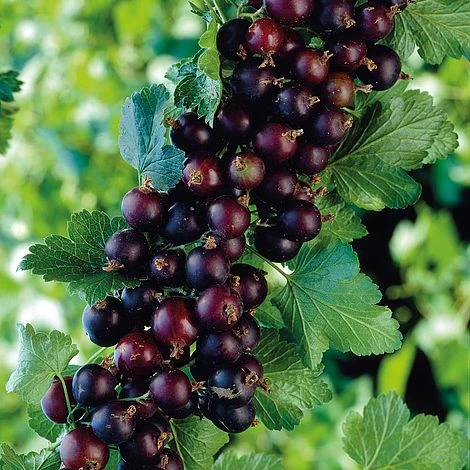 Casseille 3 Casseille