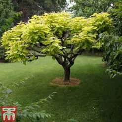 Catalpa Bignonioides 'Aurea'