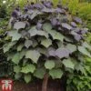 Catalpa X Erubescens 'Purpurea' -EcoFlora Sales Shop CATA TKA2013 A