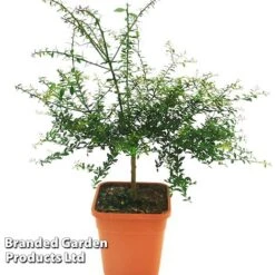 Lime 'Caviar Lime' -EcoFlora Sales Shop CAVIARLIME KC5364 A1