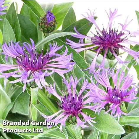 Centaurea Montana Amethyst Dream 3 Centaurea Montana Amethyst Dream