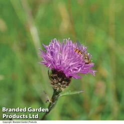 Centaurea Nigra -EcoFlora Sales Shop CENT NIGRA T12304
