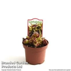 Cephalotus Follicularis -EcoFlora Sales Shop CEPH FOLLIC9CM T49625