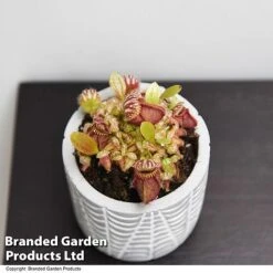 Cephalotus Follicularis -EcoFlora Sales Shop CEPH FOLLICULA T49628