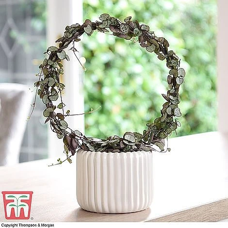 T&M's Choice House Plant Mix 9 T&M's Choice House Plant Mix - Image 7