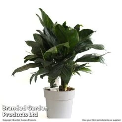 Chamaedorea Metallica -EcoFlora Sales Shop CHAM METAL24CM T49949