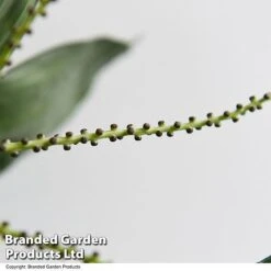 Chamaedorea Metallica -EcoFlora Sales Shop CHAM METALLICA T49954