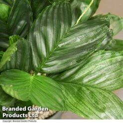 Chamaedorea Metallica In Hydro Pot -EcoFlora Sales Shop CHAM METALLICA T50638