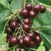 Cherry 'Sunburst' -EcoFlora Sales Shop CHER CWW3402 A h