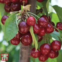 Favourite Fruit Tree Collection -EcoFlora Sales Shop CHER KA7999 D